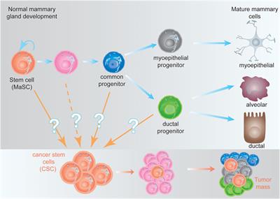 Will a mAb-Based Immunotherapy Directed against Cancer Stem Cells Be Feasible?